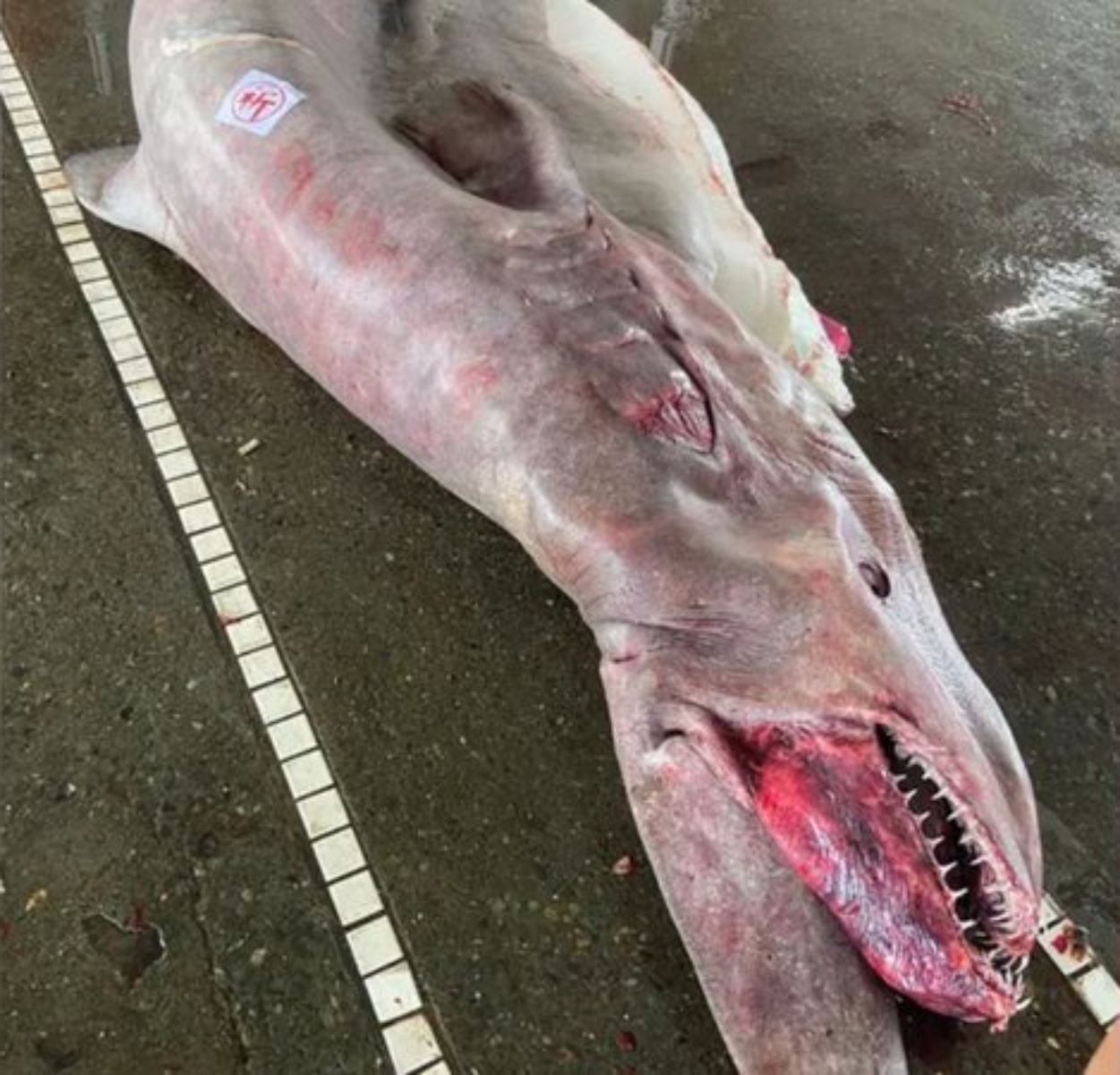  Uma criatura bizarra de quase 800 kg foi capturada por pescadores australianos em Nanfangao, em Taiwan, na última semana. O fato curioso é que a criatura estava grávida e levava seis filhotes gigantes na barriga. 