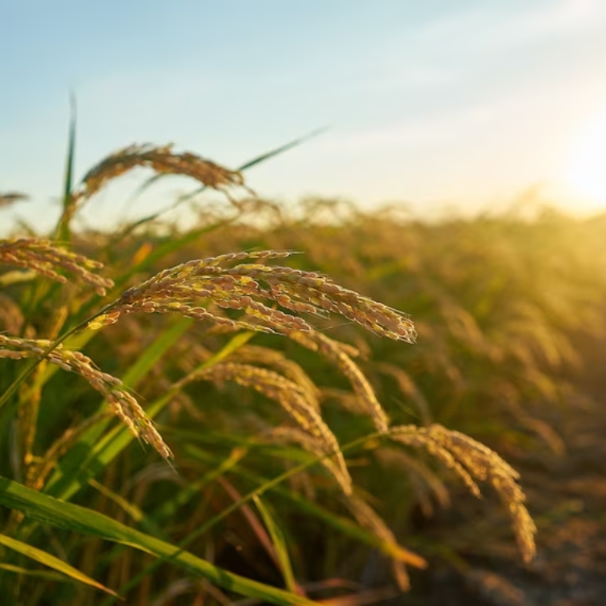  cultivar-arroz-solo-catarinense 