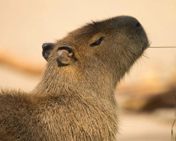 O corpo eu já tenho em 2023  Capivara, Fotos de capivara, Capivaras