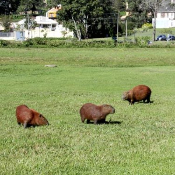 febre-maculosa-prefeiura-curitiba-monitora-capivaras