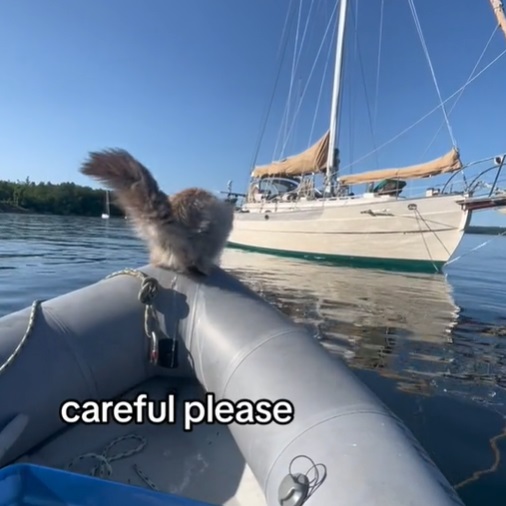  O gato Roger, que vive com a tutora em um veleiro, está acostumado com o mar. 