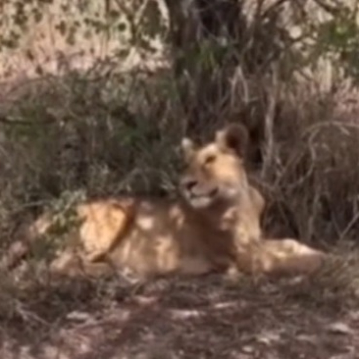  VÍDEO: Jovem deixa celular cair perto de leão e web não perdoa: 