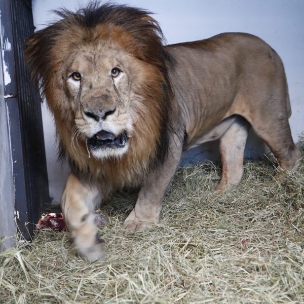 novo leão no zoo de cascavel - francisco - chico