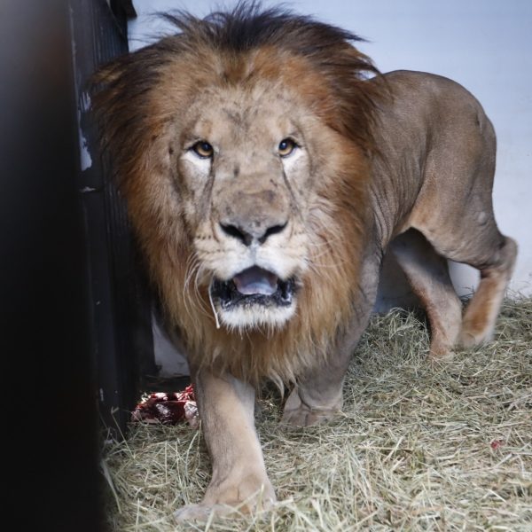 novo leão no zoo de cascavel - francisco - chico