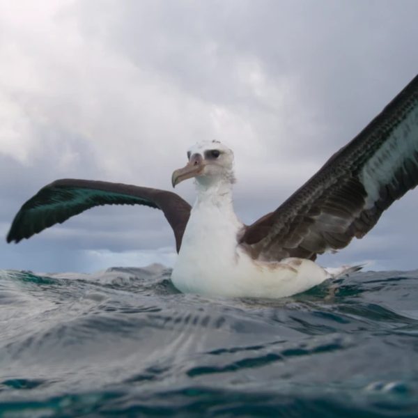 Uma equipe de filmagens foi atacada por tubarões durante as gravações para o documentário “Our Planet II” (Nosso Planeta) da Netflix, disse o diretor Toby Nowlan.