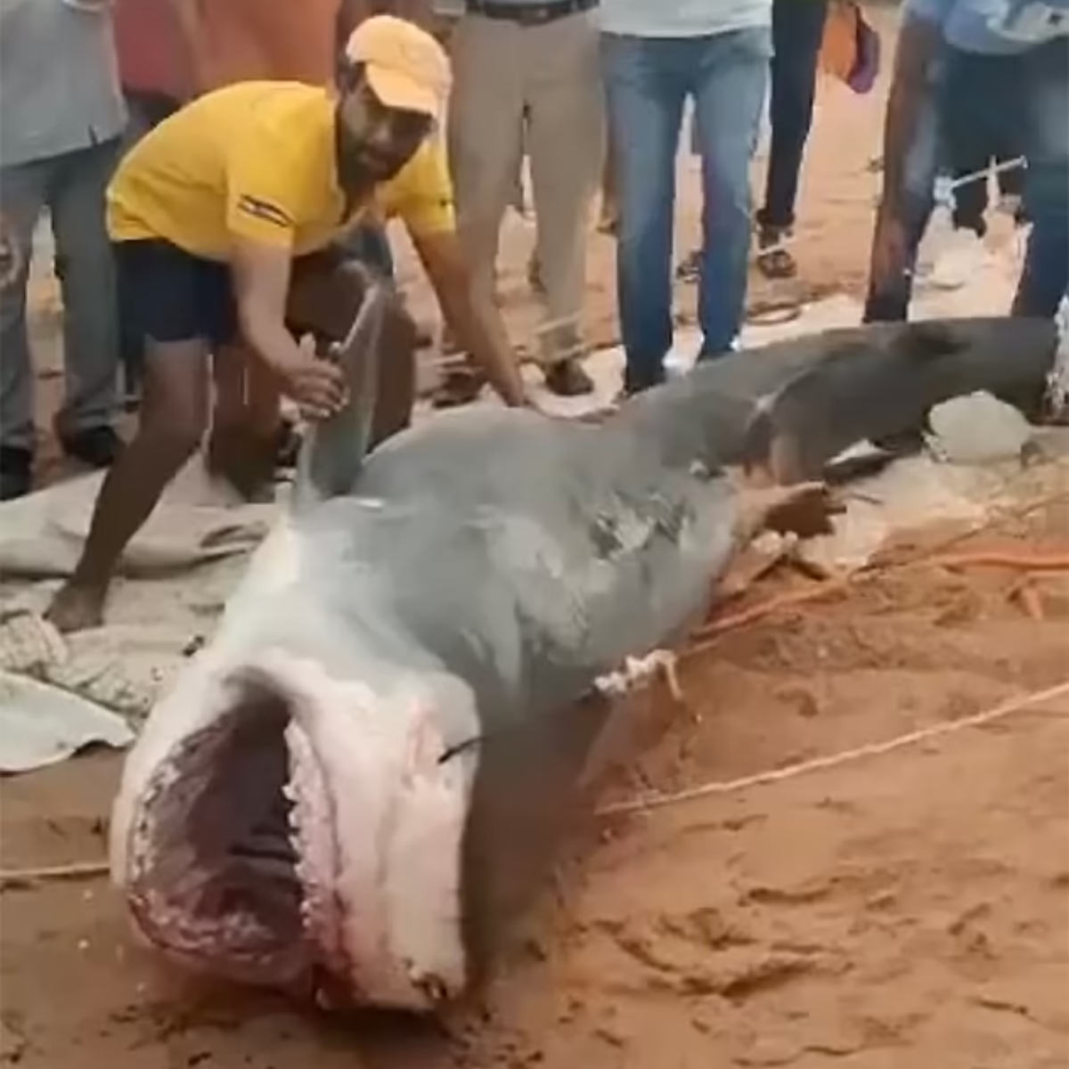 Vídeo: EUA rastreiam tubarão com mordidas gigante no corpo
