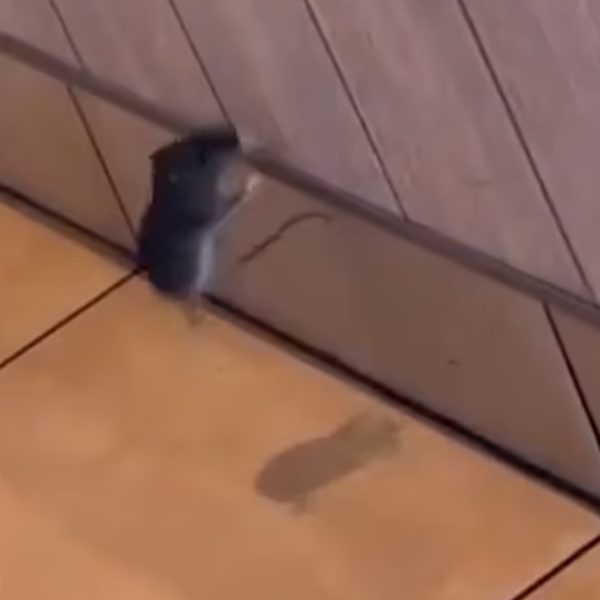 rato-acrobata-assusta-clientes