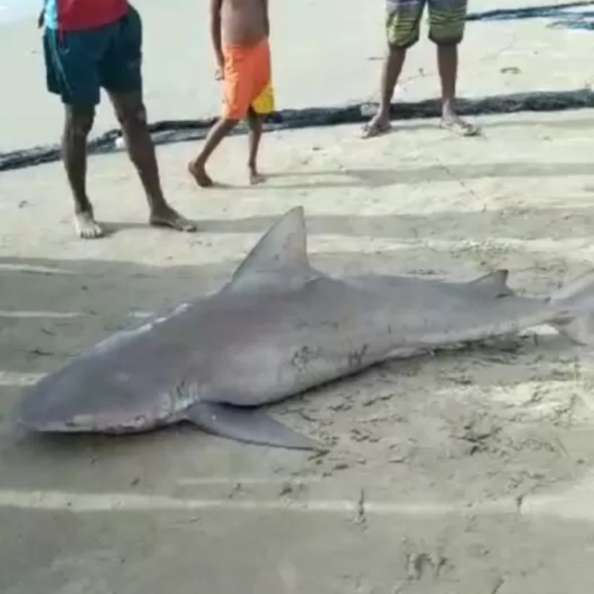 Homem que pescou tubarão em risco de extinção em Fortaleza vai