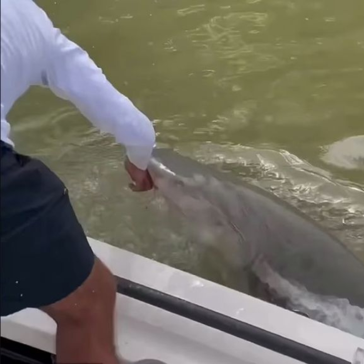  VÍDEO: Tubarão morde mão de pescador e o arrasta para o mar 