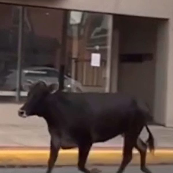 VÍDEO: 'Vaca agressiva' invade campus de universidade e assusta estudantes