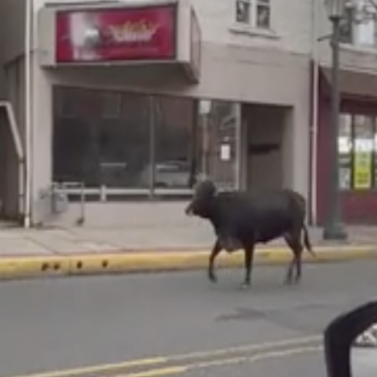  VÍDEO: 'Vaca agressiva' invade campus de universidade e assusta estudantes 