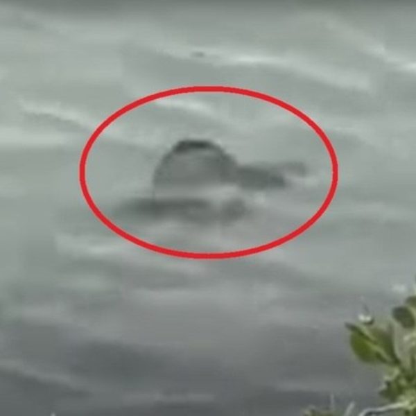 Um homem que passeava por um parque da Carolina do Sul, nos Estados Unidos, flagrou uma criatura estranha no lago do ponto turístico das Ilhas Pawleys, nesta semana.