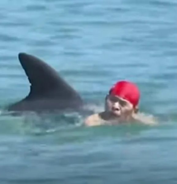  VÍDEO: Ataque de golfinho deixa 5 feridos em praia; idoso teve costelas quebradas 