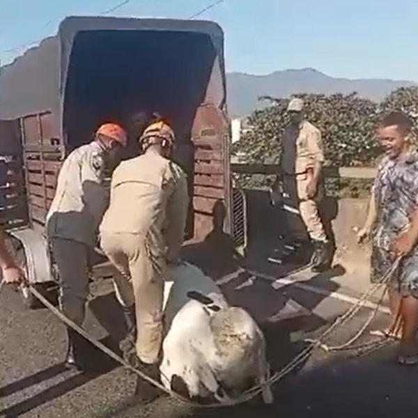 VÍDEO: Viaduto é bloqueado parcialmente após bezerro invadir pista