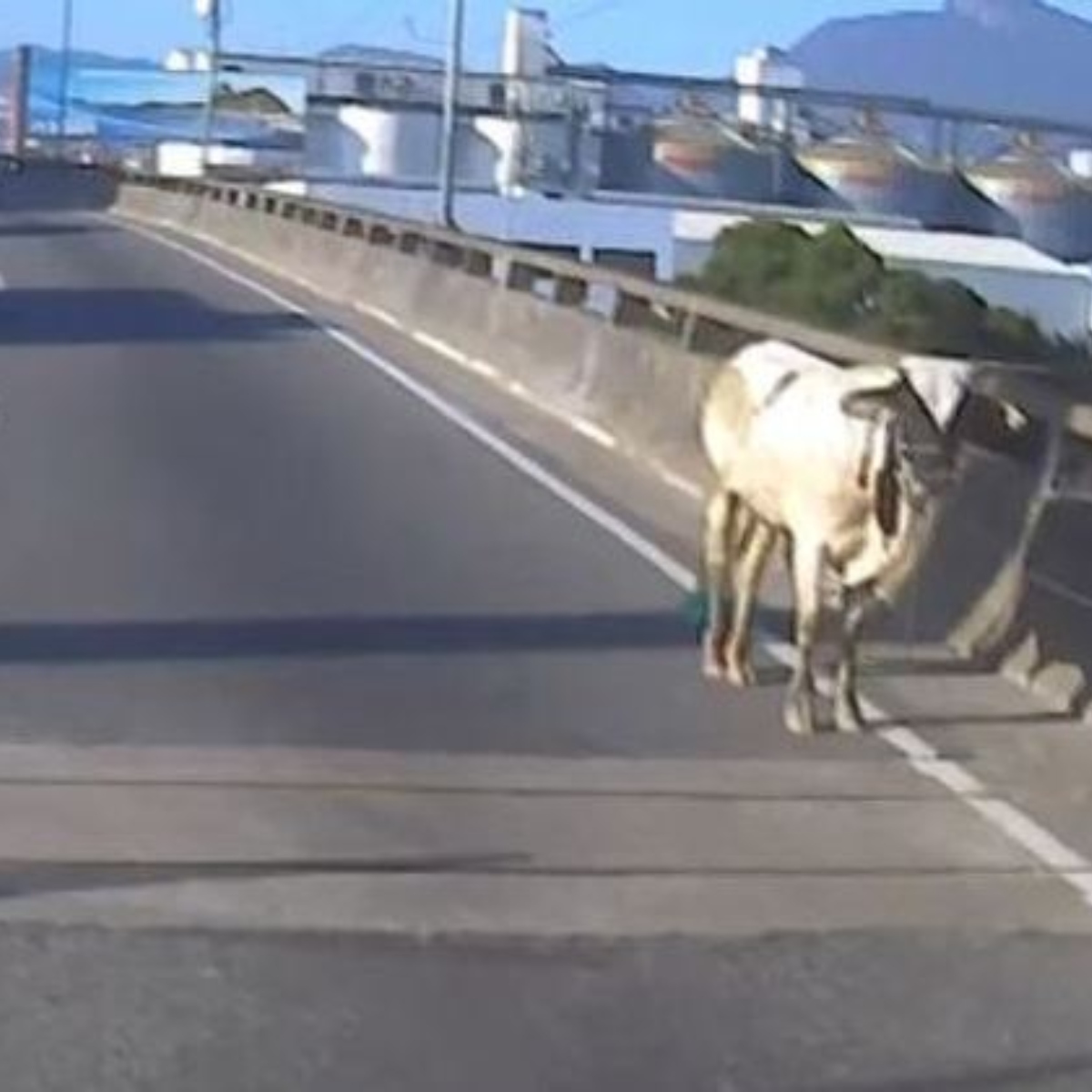  VÍDEO: Viaduto é bloqueado parcialmente após bezerro invadir pista 