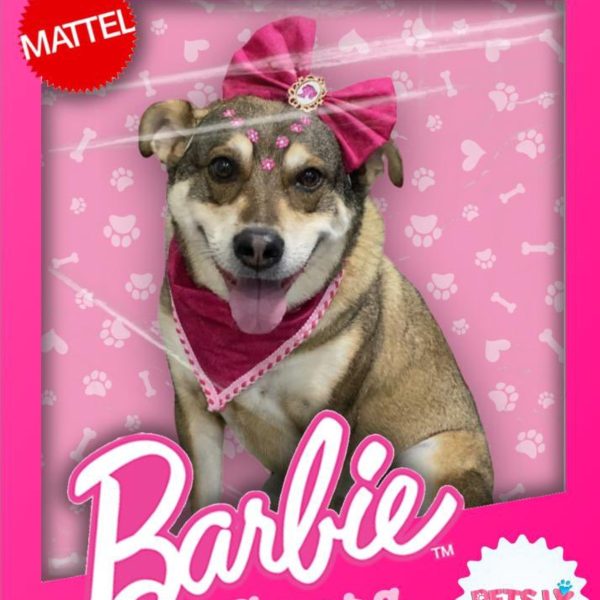 Cachorra vai ao pet shop tomar banho e volta vestida de Barbie; veja imagens