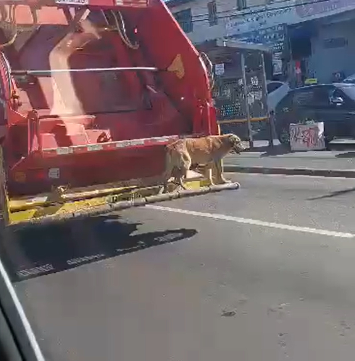  O registro foi feito no último sábado (22) e postado pela página Curitiba Mil Graus. O animal aparece em cima da parte de trás do caminhão. 