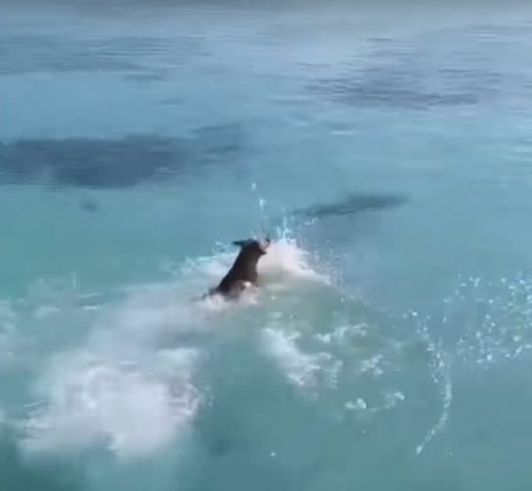O vídeo de um cachorro caramelo viralizou nas redes sociais ao mostrar o cãozinho pulando no mar para tentar 