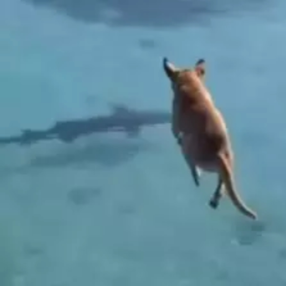  O vídeo de um cachorro caramelo viralizou nas redes sociais ao mostrar o cãozinho pulando no mar para tentar 