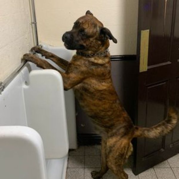 Cão humano? Cachorro é flagrado usando mictório em banheiro masculino