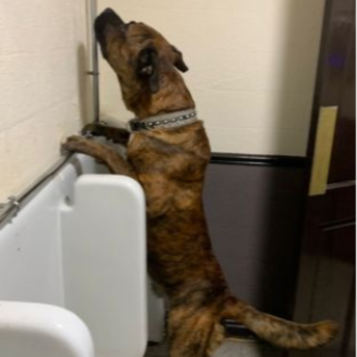  Cão humano? Cachorro é flagrado usando mictório em banheiro masculino 