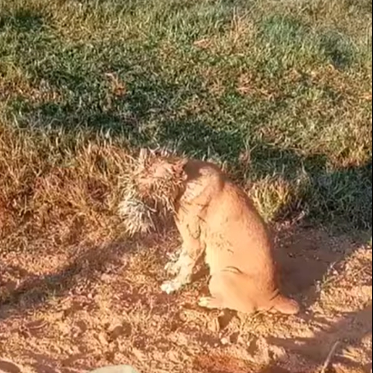  cães atacam porco-espinho 