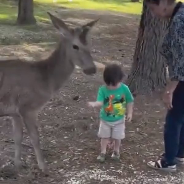 VÍDEO: Cervo agride criança que o alimentava com patada na cabeça