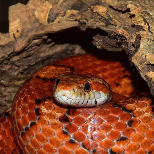 Há cerca de um mês, uma ONG local já tinha emitido um comunicado de alerta sobre a invasão de cobras nas áreas urbanas.