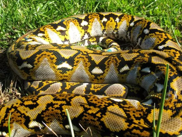 Uma cobra gigante vem causando medo em uma cidade dos Estados Unidos após fugir de uma gaiola do seu tutor.