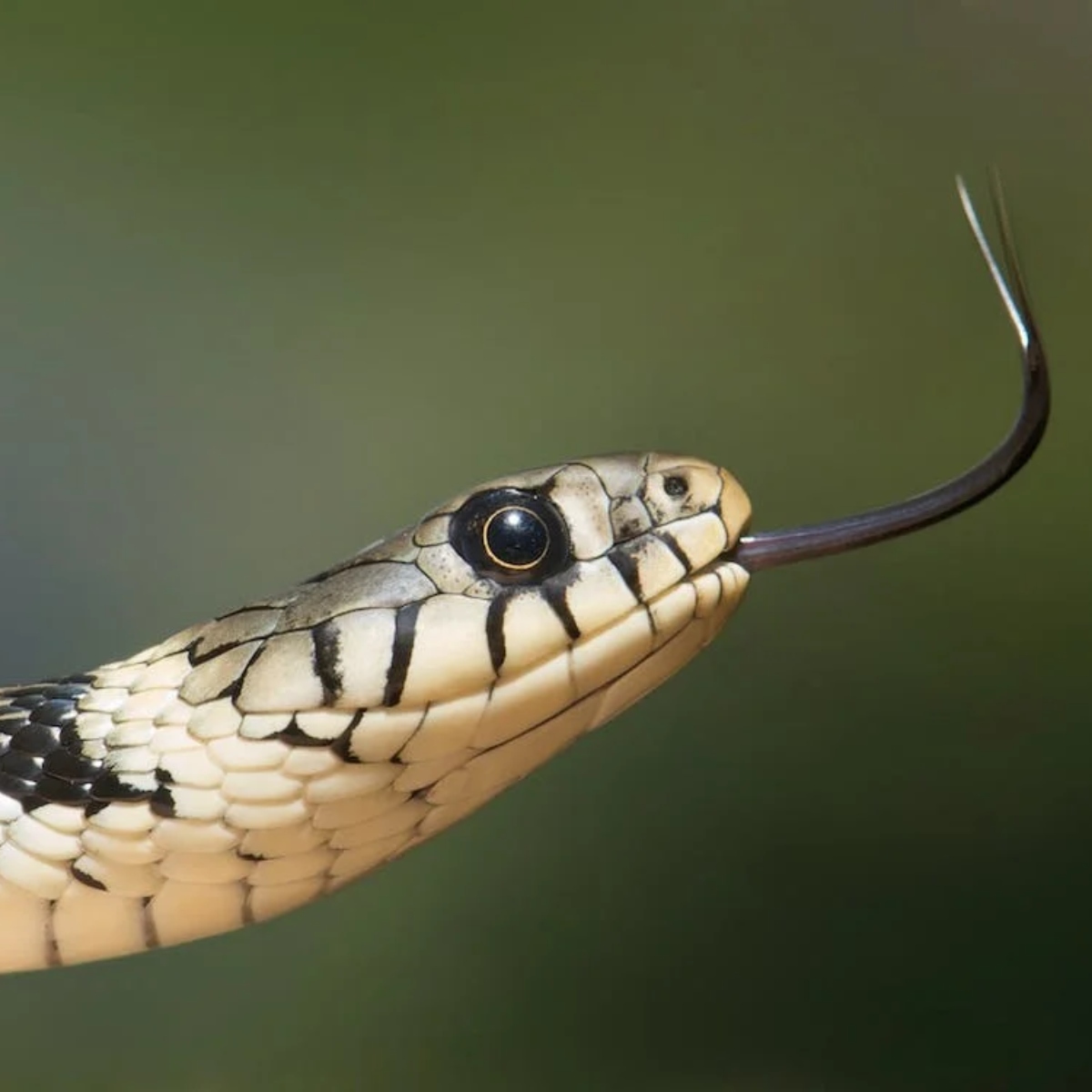  Cobra é encontrada dentro de pacote de comida e assusta idoso 