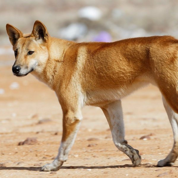 Dingo: você conhece o cão selvagem da Austrália?