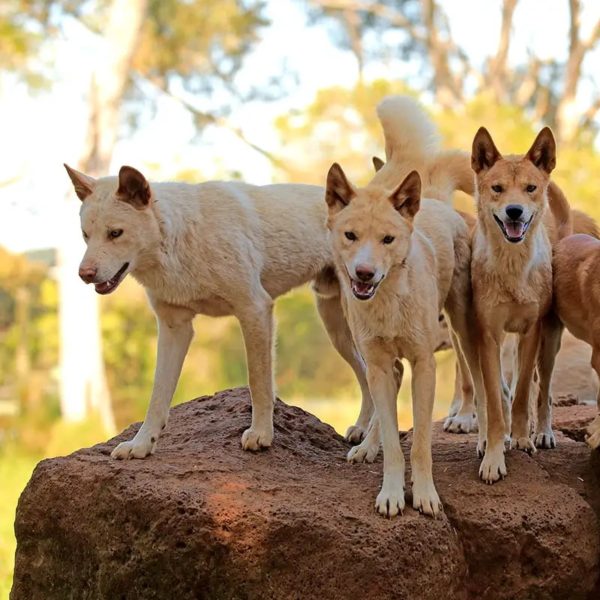 Dingo: você conhece o cão selvagem da Austrália?