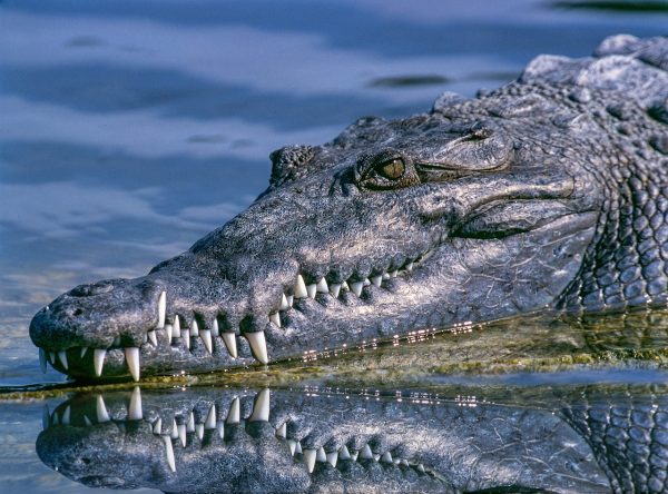fazendeiro-60-anos-encontrado-crocodilo