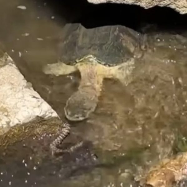 Você consegue encontrar a cobra em meio às tartarugas nesta imagem?