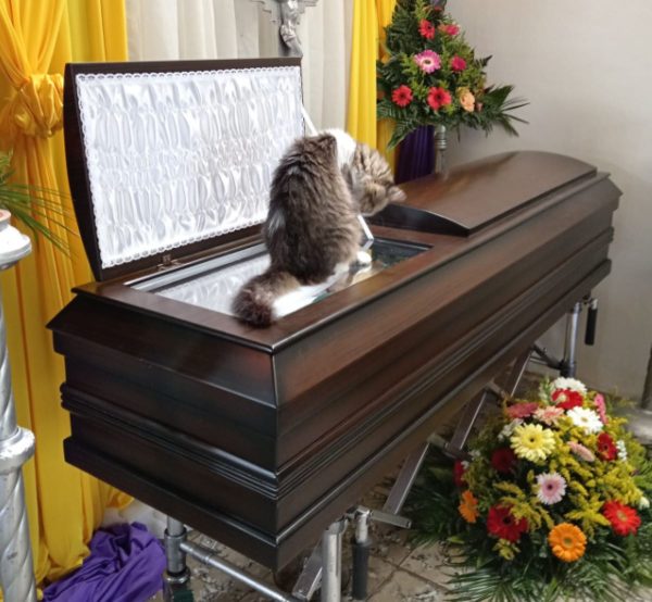gatinha-funeral-dono