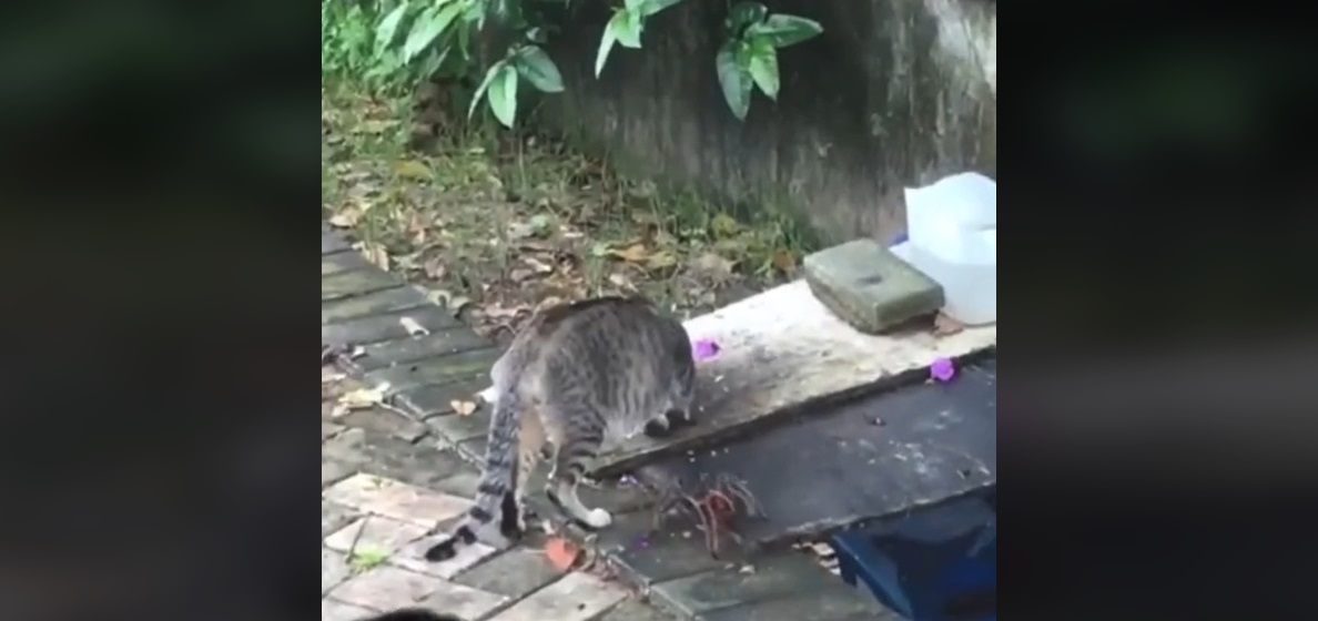  VÍDEO: tarântula gigante parte pra cima de gato que toma um susto 