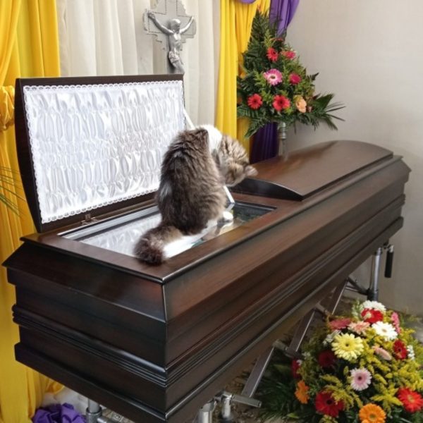 As imagens do velório, publicadas por Alejandra Badilla, prima de Sojo, é possível ver o gatinho deitado em cima do caixão olhando para seu dono.