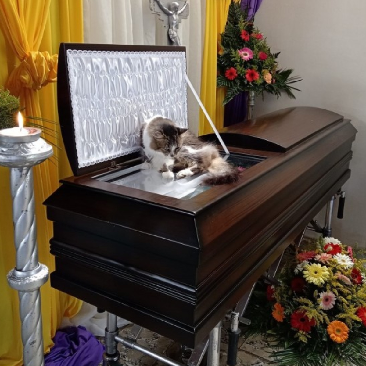  As imagens de um gato em cima de um caixão durante um velório chamaram atenção nas redes sociais nesta semana. Nucita, uma gatinha, passou boa parte do evento fúnebre deitado em cima de seu dono, Hernán Sojo, de 66 anos. 