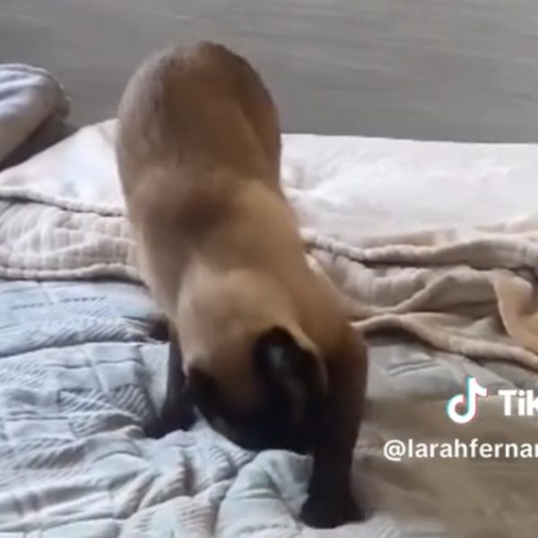 VÍDEO: Gato se irrita com troca de areia e faz necessidade em cima da cama