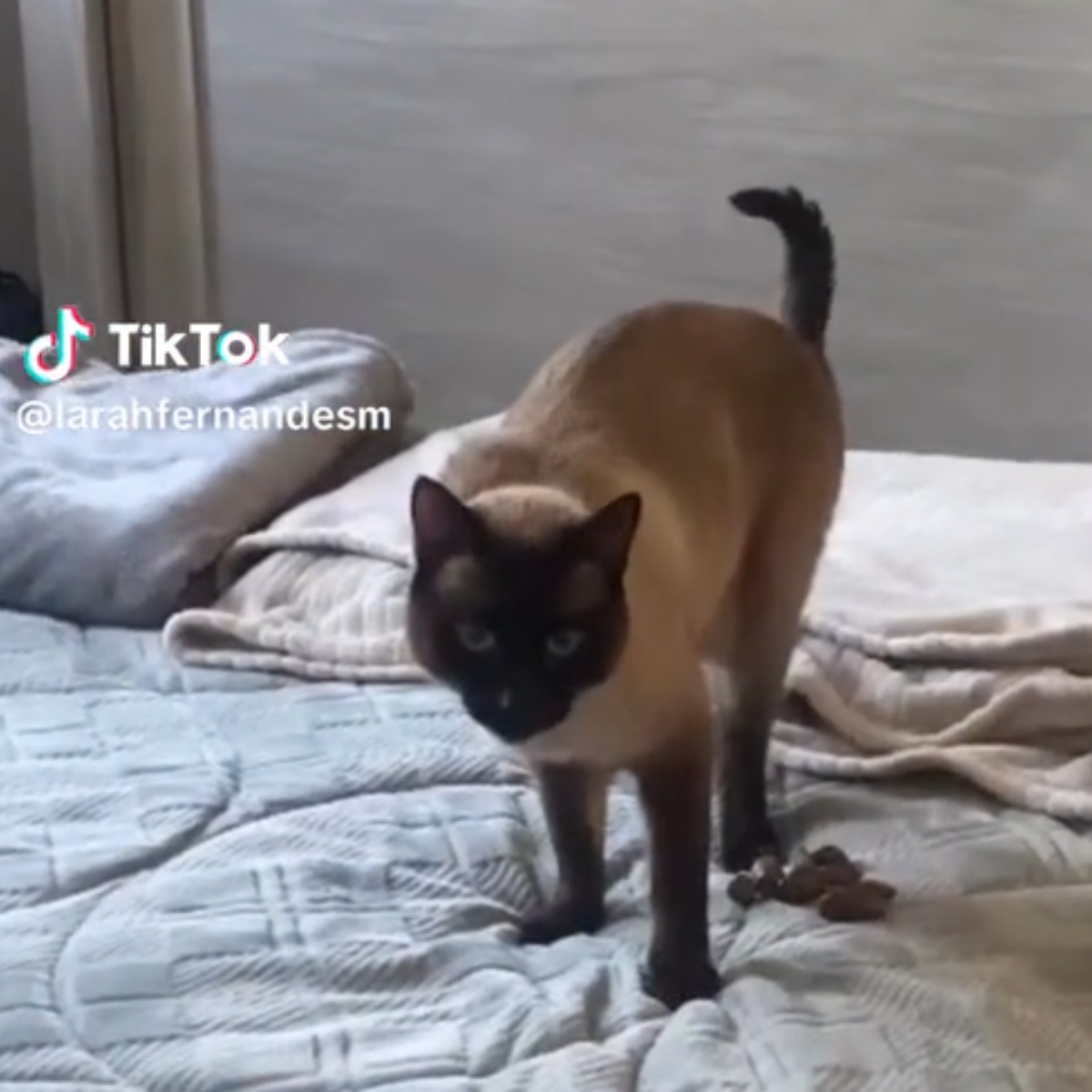  VÍDEO: Gato se irrita com troca de areia e faz necessidade em cima da cama 