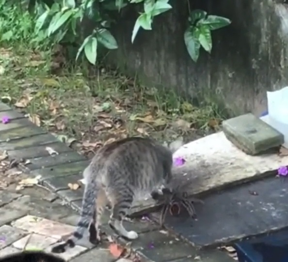 VÍDEO: tarântula gigante parte pra cima de gato que toma um susto