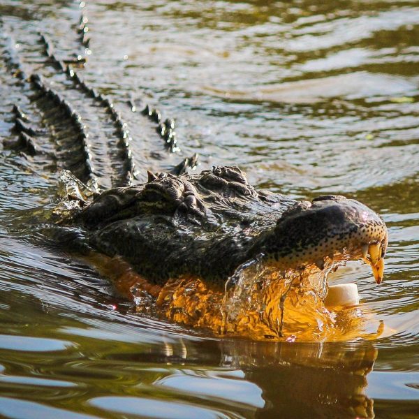 Idoso é atacado por jacaré de 2 metros enquanto caminhava no quintal de casa