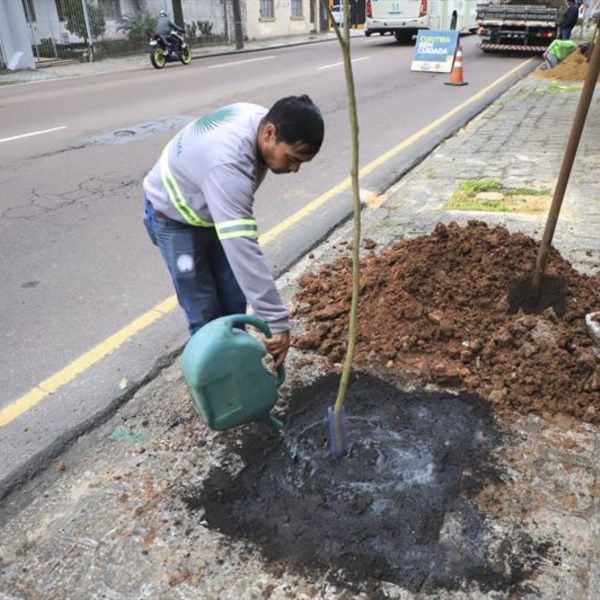 replantio ipês em local que árvores foram cortadas por publicitários em Curitiba