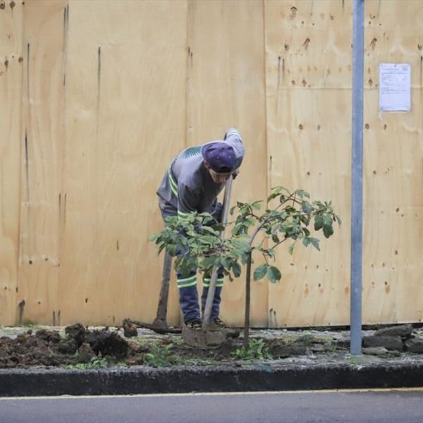 replantio ipês em local que árvores foram cortadas por publicitários em Curitiba