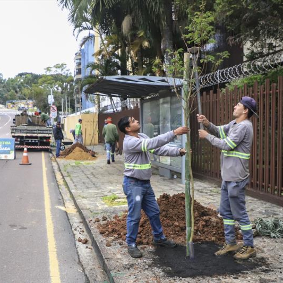  replantio ipês em local que árvores foram cortadas por publicitários em Curitiba 