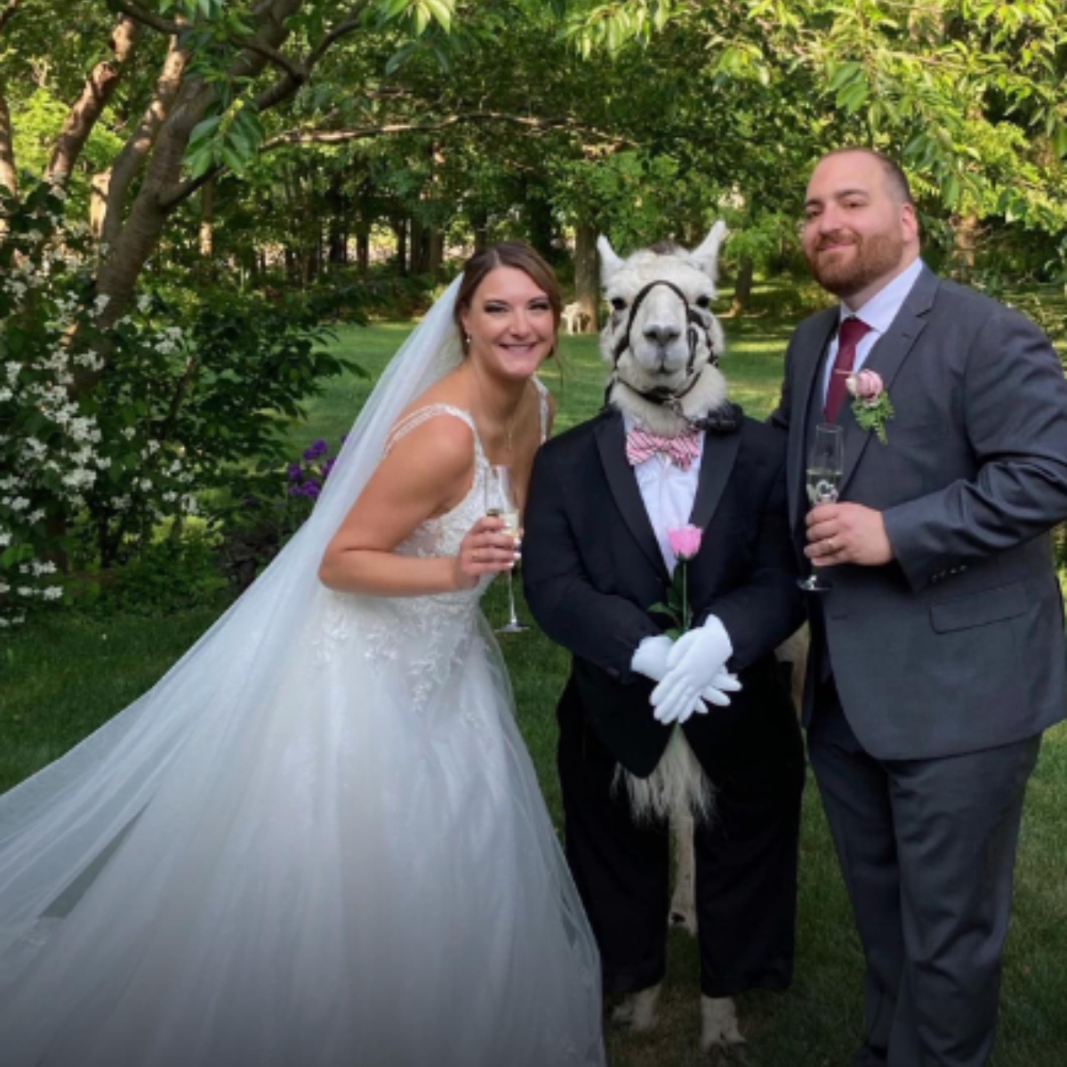  Casal viraliza ao levar lhama para ser padrinho do casamento; veja fotos 