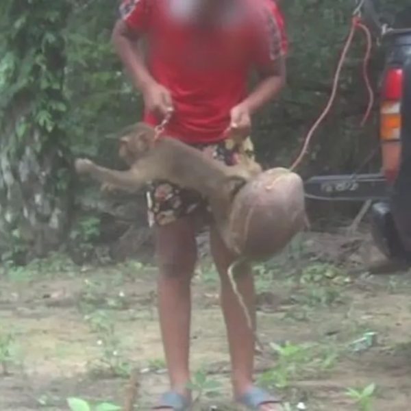 Macacos são obrigados a trabalharem acorrentados colhendo cocos
