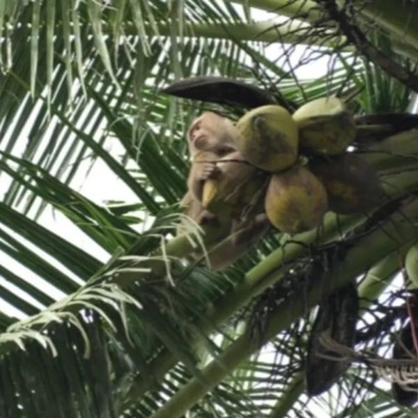 Macacos são obrigados a trabalharem acorrentados colhendo cocos