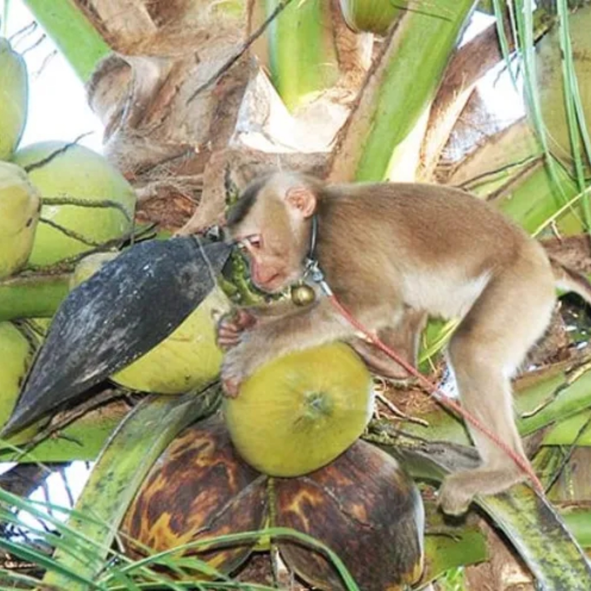  Macacos são obrigados a trabalharem acorrentados colhendo cocos 