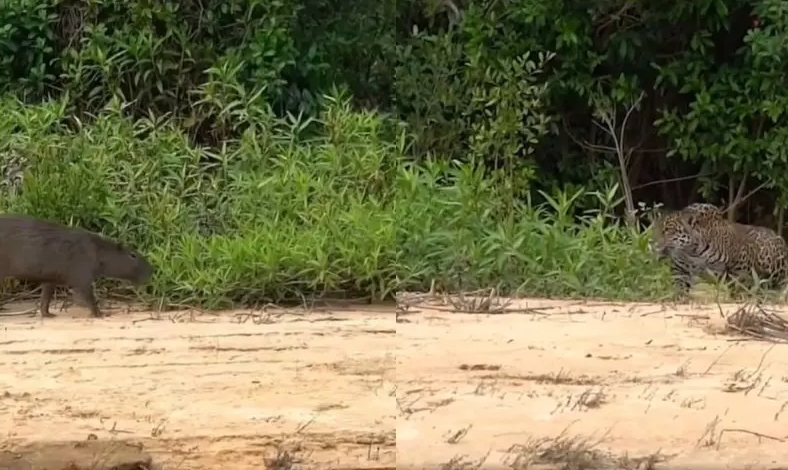  Onça ataca capivara perto de turistas que ficam surpresos 